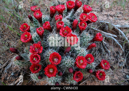 Echinocereus triglochidiatus Claret Cup Hedgehog Cactus Cactus fiori rossi fiori piante del deserto bloom blossom Foto Stock