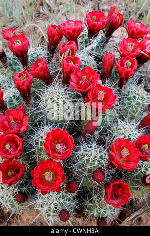 Echinocereus triglochidiatus Claret Cup Hedgehog Cactus Cactus fiori rossi fiori piante del deserto bloom blossom Foto Stock