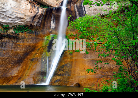 Abbassare Calf Creek Falls cascate Desert Canyon Escalante monumento nazionale USA Utah colorato colorato algal rock formazione Foto Stock