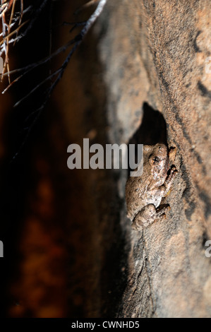 Canyon Treefrog Hyla arenicolor seduto in un deserto piscina di acqua di stagno zion national park nello Utah Foto Stock