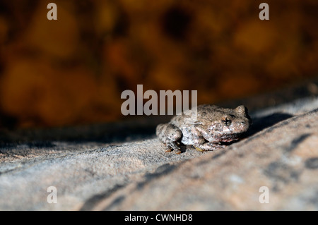 Canyon Treefrog Hyla arenicolor seduto in un deserto piscina di acqua di stagno zion national park nello Utah Foto Stock