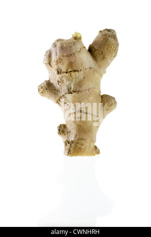 Radice di Zenzero (Zingiberaceae), isolata su 100% sfondo bianco Foto Stock