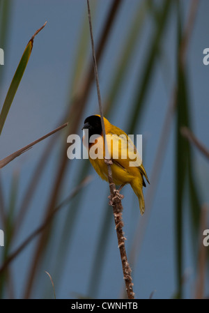 Ploceus melanocephalus - Tessitore a testa nera maschio arroccato su un reed Foto Stock