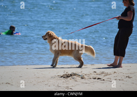 Una donna si riscontrano dei problemi con il suo cane testardo mentre passeggiate sulla spiaggia Foto Stock