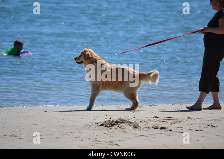 Una donna si riscontrano dei problemi con il suo cane testardo mentre passeggiate sulla spiaggia Foto Stock