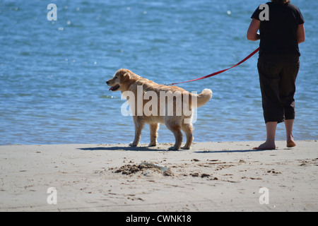 Una donna si riscontrano dei problemi con il suo cane testardo mentre passeggiate sulla spiaggia Foto Stock