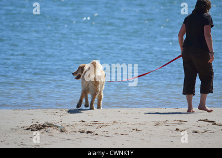 Una donna si riscontrano dei problemi con il suo cane testardo mentre passeggiate sulla spiaggia Foto Stock