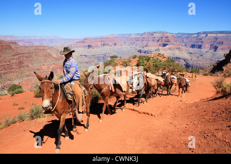 Muli trasporto nel Parco Nazionale del Grand Canyon su Kaibab trail, Arizona, Stati Uniti d'America Foto Stock