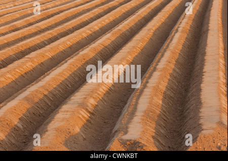 Righe di suolo formata in le linee a rilievo, in cui le patate sono piantati Foto Stock