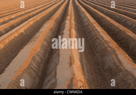 Righe di degli spessori di patate in un campo Foto Stock