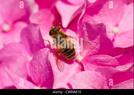 Hover Fly Bee wasp. Tenuto presso il nostro giardino su una rosa bianca.Amlwch Anglesey North Wales UK. Foto Stock