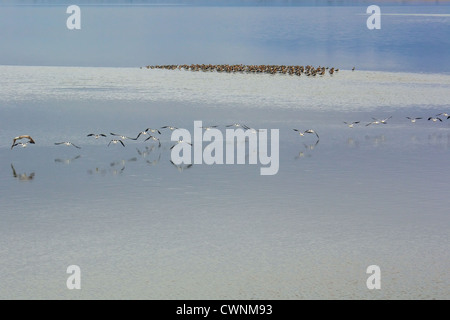 Grande gruppo di American pellicani bianchi volare in formazione sull'acqua, Antelope Island State Park, fantastica Salt Lake, Utah, Stati Uniti d'America Foto Stock