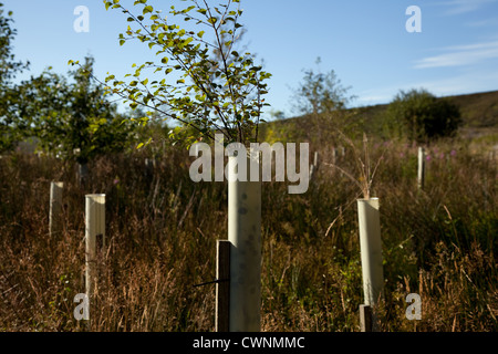 Silver Birch alberelli. Gli alberi giovani in crescita in foglia in plastica tubi ad albero, piantagione, North Yorkshire Moors, Garsdale, REGNO UNITO Foto Stock