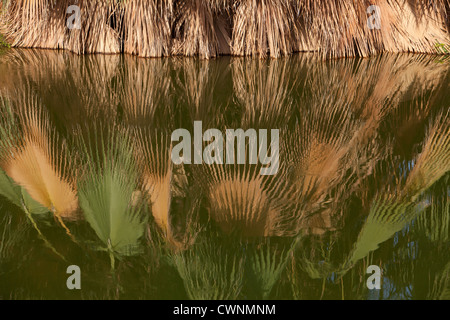 Fronde di palme riflessa nell'acqua. Palm Springs, California. Foto Stock
