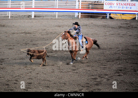 Calf roping, Cody Nite rodeo, Cody, Wyoming USA Foto Stock