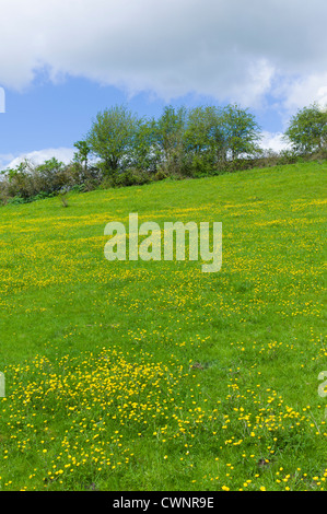 Renoncules fiori selvatici, Ranunculus, in pendenza di Prato a Swinbrook in Cotswolds, Oxfordshire, Regno Unito Foto Stock