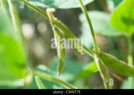 Un fagiolo di soia cresce su una pianta. Foto Stock