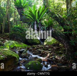 Scorre il flusso della foresta pluviale, Minnamurra foresta pluviale, NSW, Australia Foto Stock