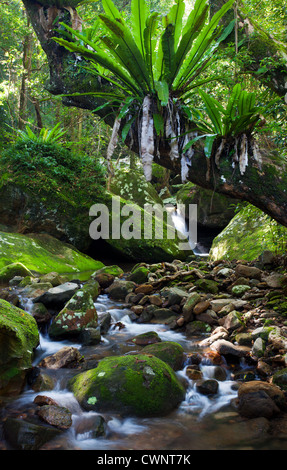 Scorre il flusso della foresta pluviale, Minnamurra foresta pluviale, NSW, Australia Foto Stock
