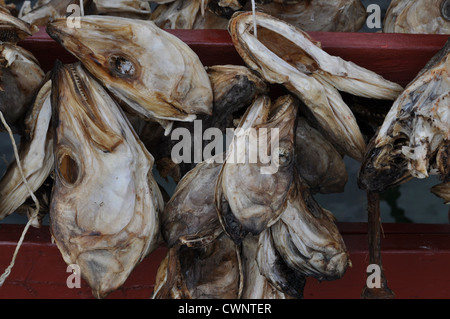 Le teste di pesce essiccate a Nusfjord, isola di Flakstadøya, lungo la Vestfjorden nelle isole Lofoten, Norvegia artica. Foto Stock