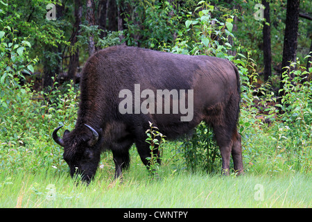 Bison, bufalo pascolano sul prato di una foresta canadese. Close up. Foto Stock