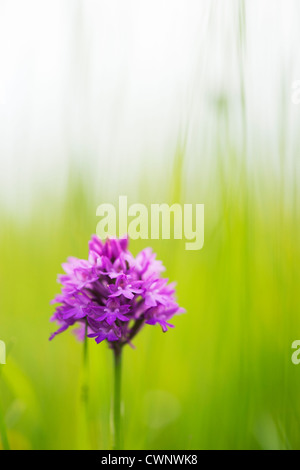 Anacamptis pyramidalis . Orchide Foto Stock