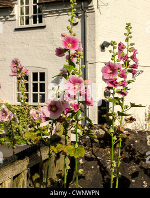 Giardino con piante e fiori Foto Stock