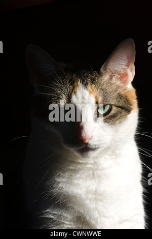 Gatta Calico in luce del sole guardando la telecamera con ombra Foto Stock