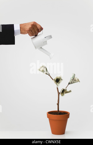 Imprenditore irrigazione albero in vaso con un centinaio di fatture del dollaro crescente su di esso Foto Stock