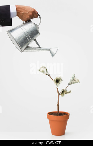 Imprenditore abbeveraggio money tree, ritagliato Foto Stock
