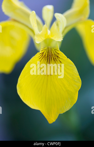 Bandiera gialla Iris, Iris pseudacorus, in Cotswolds, Oxfordshire, Regno Unito Foto Stock