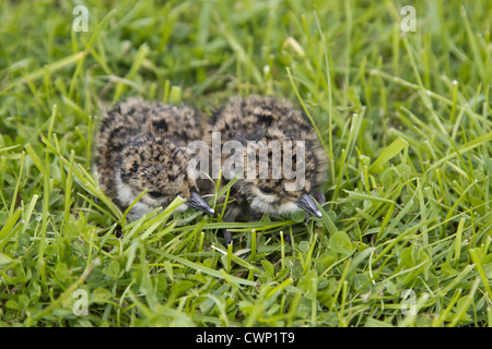 Pavoncella (Vanellus vanellus) due pulcini, di recente il tratteggio con dente di uovo, accovacciato sui pascoli marsh, Suffolk, Inghilterra, Foto Stock