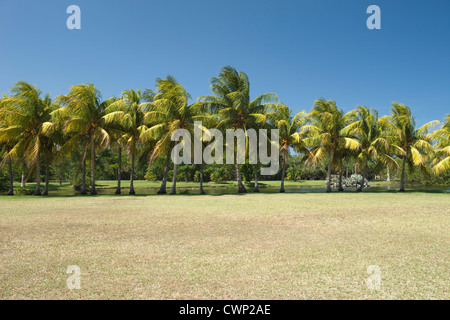 Fila di COCONOUT PALME ROYAL PALM LAGO Fairchild Tropical Botanic Garden CORAL GABLES FLORIDA USA Foto Stock