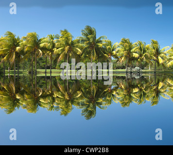 Fila di COCONOUT PALME ROYAL PALM LAGO Fairchild Tropical Botanic Garden CORAL GABLES FLORIDA USA Foto Stock