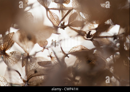 Fragili fiori di ortensie in inverno Foto Stock