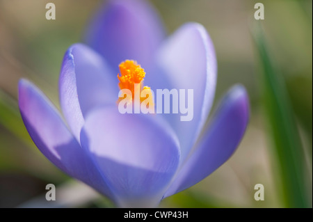 Crocus, close-up Foto Stock