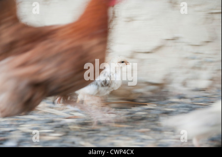 Baby polli camminando con la gallina Foto Stock