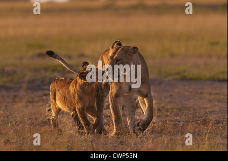 Lion (Panthera leo) femmina adulta e cub nuzzling presso sunrise, il Masai Mara Game Reserve, Kenya, giugno Foto Stock