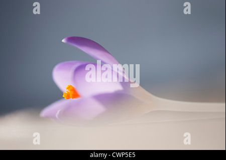 Crocus, close-up Foto Stock