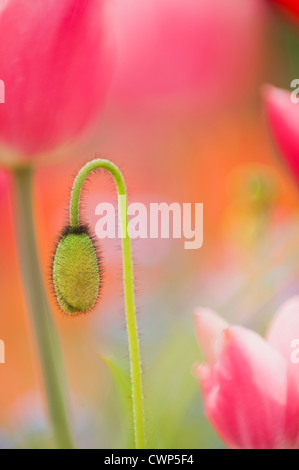 Fiore di papavero bud Foto Stock