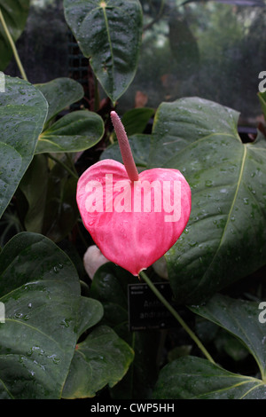 ANTHURIUM ANDRAEANUM. FLAMINGO fiore. Fiore di coda. Regno Unito Foto Stock