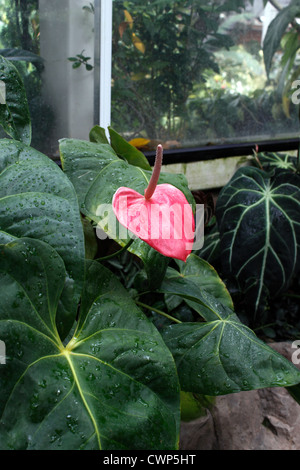 ANTHURIUM ANDRAEANUM. FLAMINGO fiore. Fiore di coda. Regno Unito Foto Stock