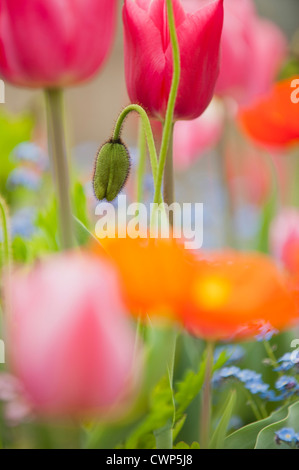 Papaveri blooming Foto Stock