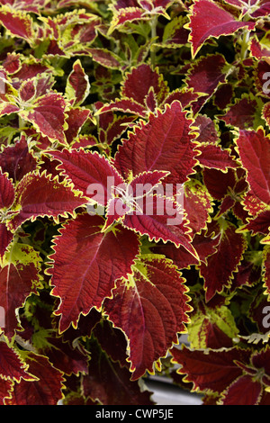 SOLENOSTEMON GLORIA DI LUSSEMBURGO. COLEUS. Fiamma ortica. Dipinto di ortica. Regno Unito. Foto Stock