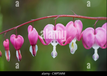 Cuore di spurgo fiori Foto Stock