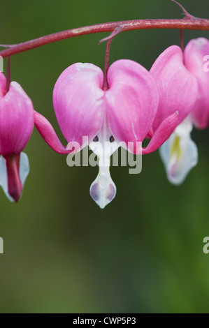 Cuore di spurgo fiori Foto Stock