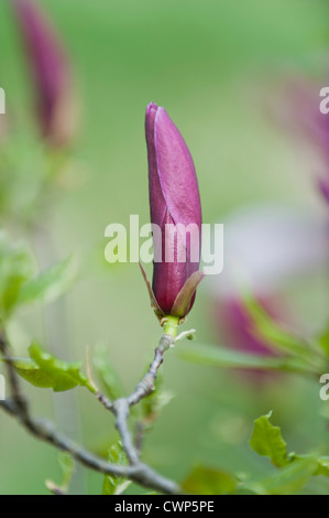 Fiore di Magnolia bud Foto Stock