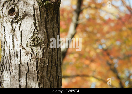 Tronco di albero, close-up Foto Stock