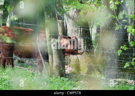 Mucca dietro al filo spinato Foto Stock