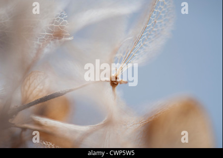 Gusci di Physalis Foto Stock